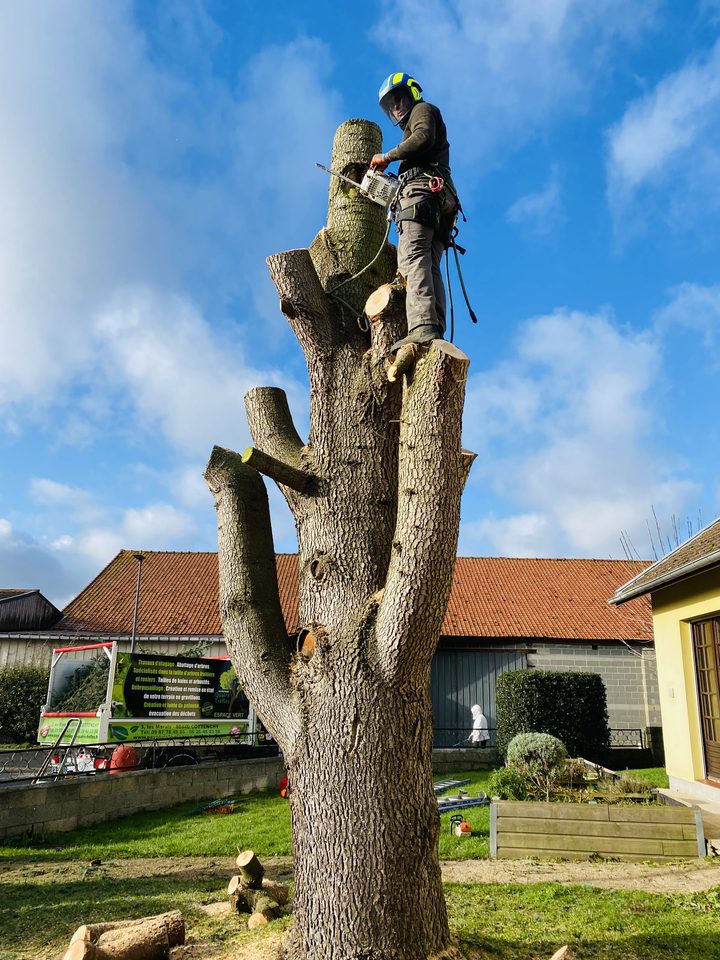 Élagueur grimpeur de Quatre Trèfles au sommet d'un chêne à Amiens, en démontage cordé sécurisé