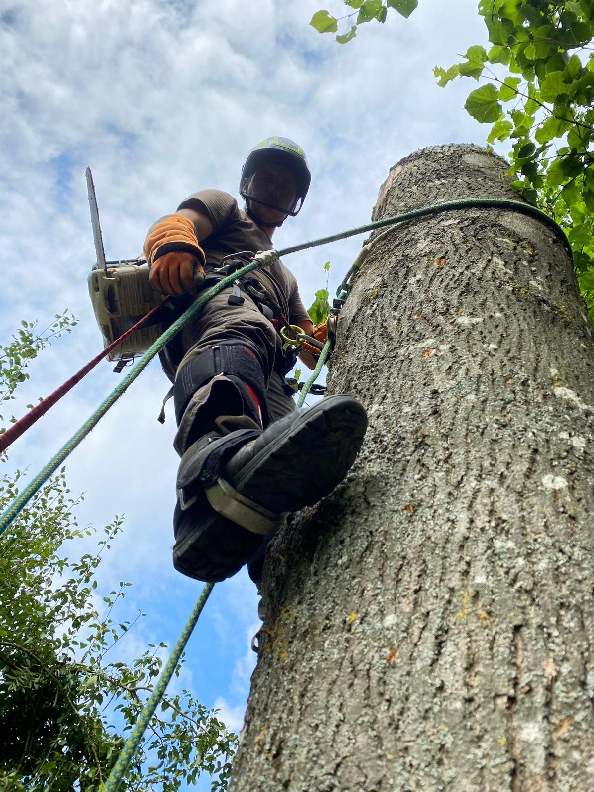 Jardin entretenu par Quatre Trèfles à Amiens — pelouse, haie taillée et arbre élagué