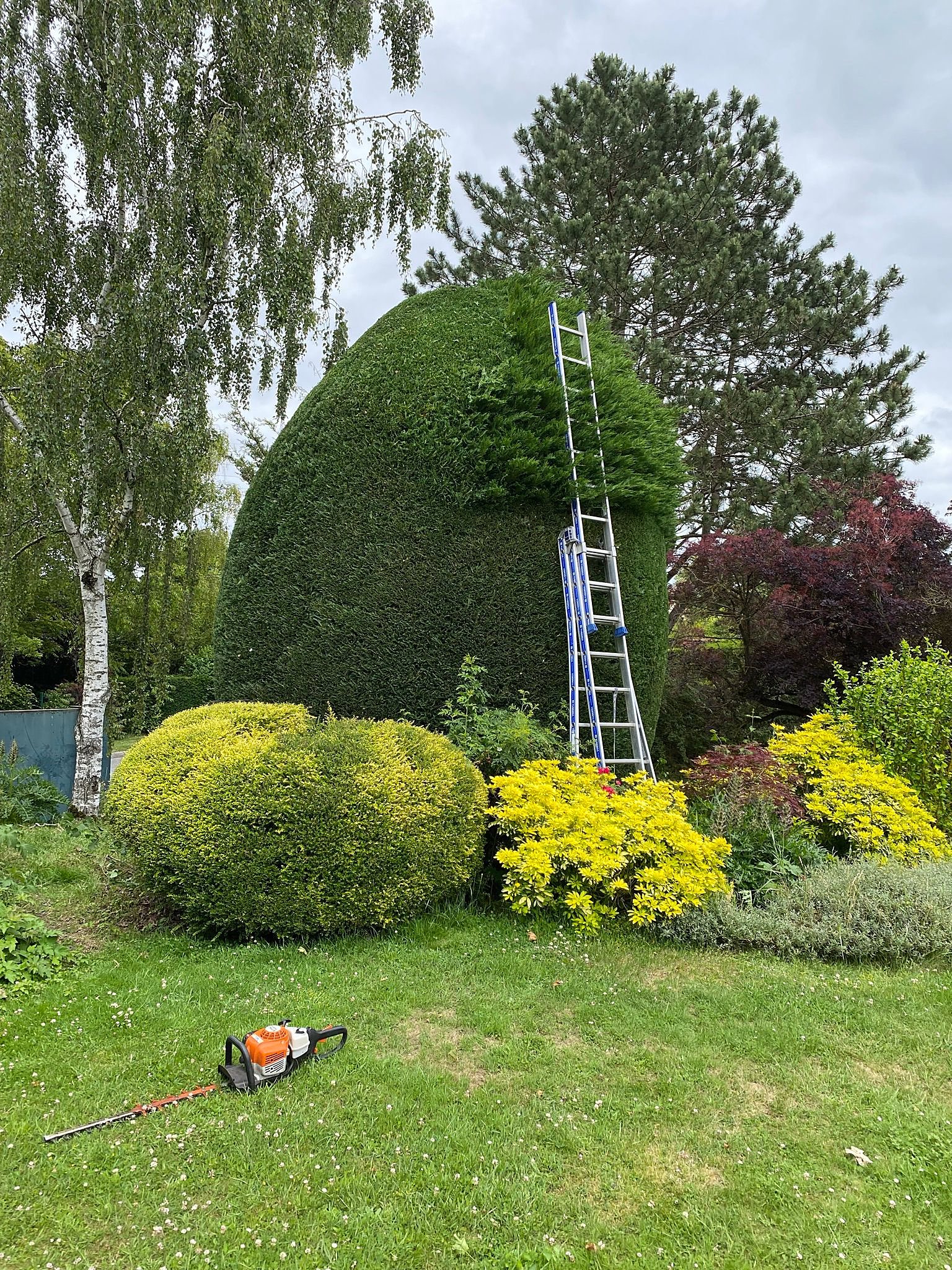 Taille & élagage d'arbres